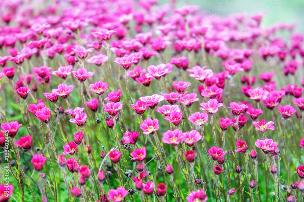 Saxifrage. Perennial garden plant in the garden