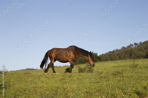 Brown horse