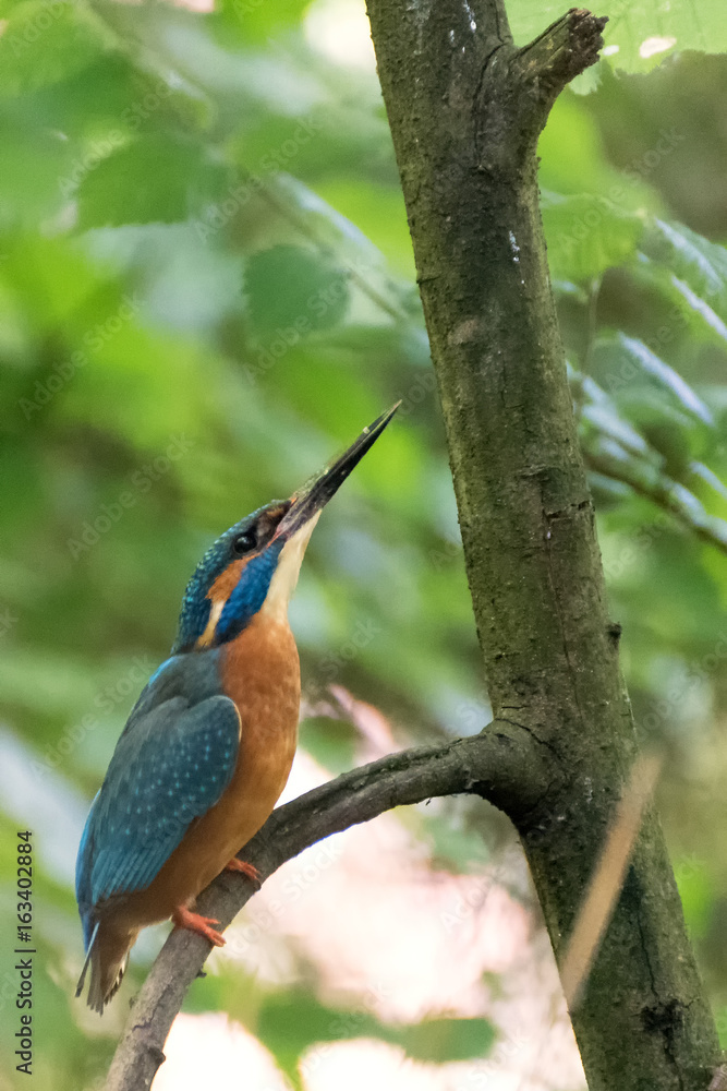 Fototapeta premium Martin Pescatore