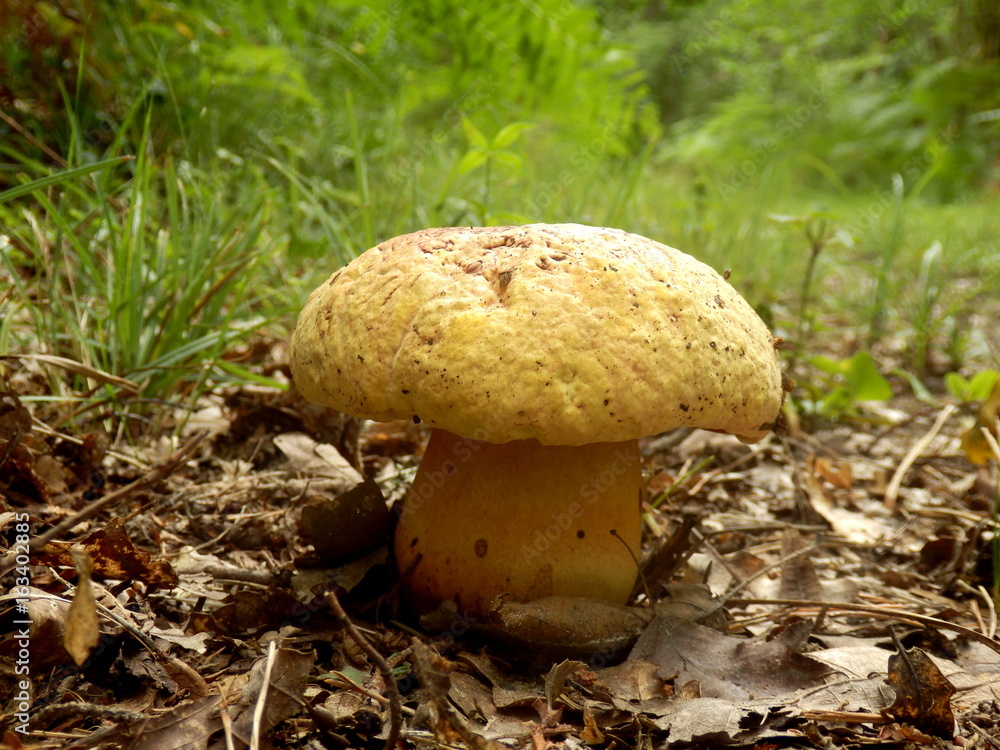 Close up of a Boletus torosus (Brawny Bolete) breaking through the ground on a woodland path Close up of a Boletus torosus (Brawny Bolete) breaking through the ground on a woodland path