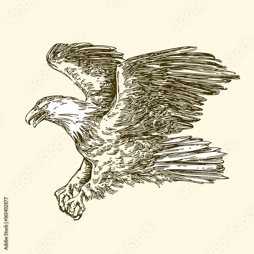 Bald eagle. Vintage style. Vector illustration.