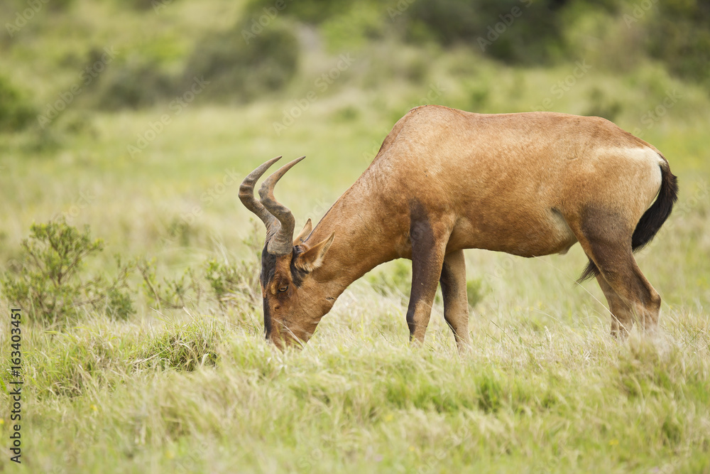 Beautiful red Hartebeest grazing in long grass Beautiful red Hartebeest grazing in long grass