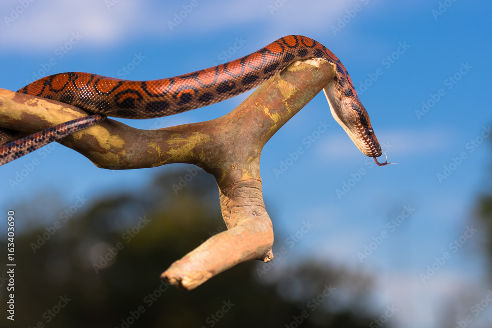 Serpent Serpent