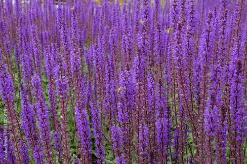 Lavender fied