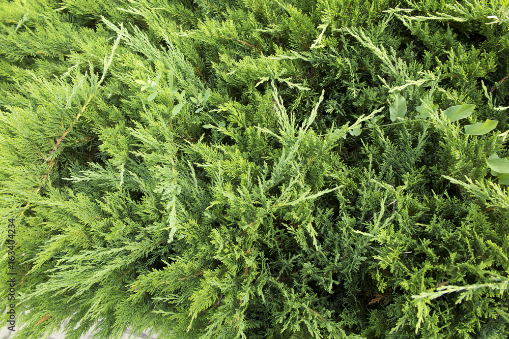 Green background with thuja shrubs