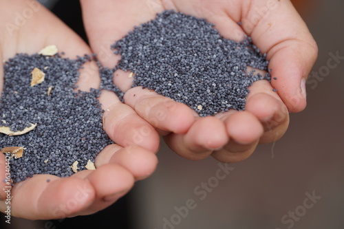 Poppy seeds in hands