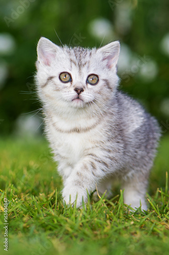 Britisch Kurzhaar Kätzchen © DoraZett