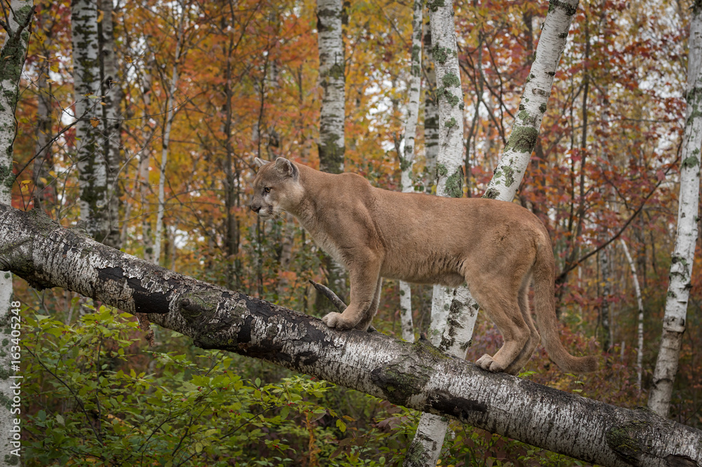 Adult Male Cougar (Puma concolor) Stands on Birch Branch