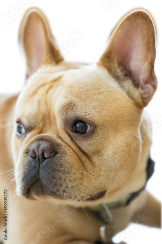 Isolated French Bulldog Head. 1-Year-Old Frenchie Looking Away.