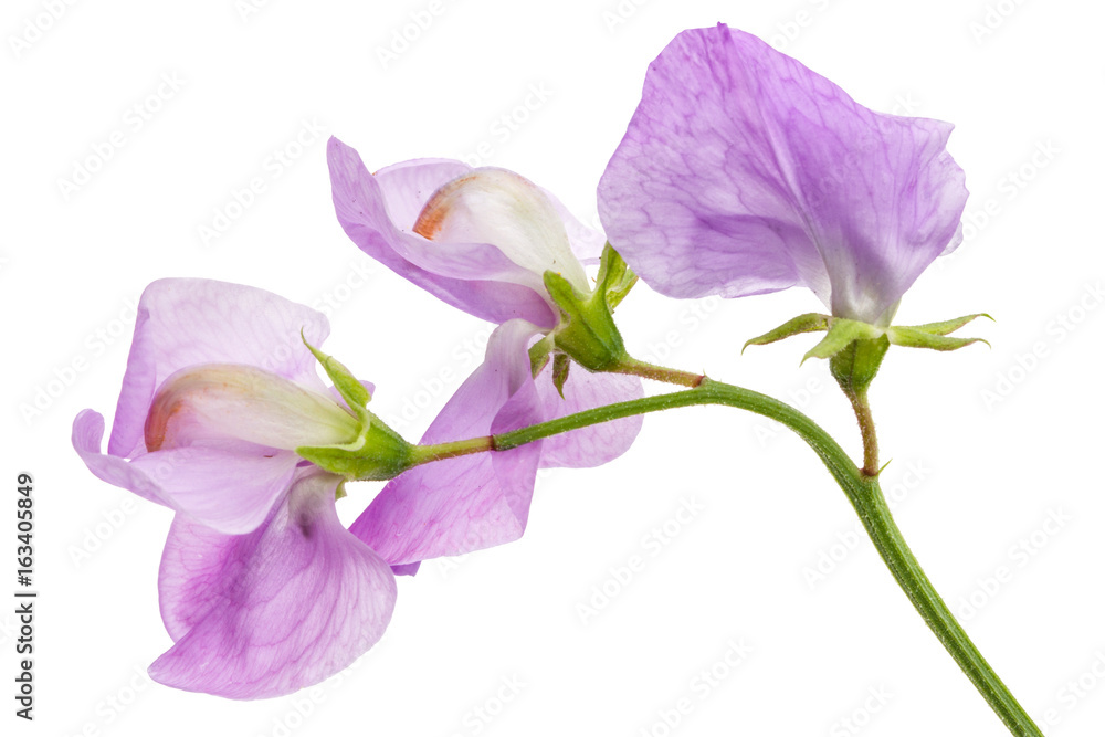 Flowers of sweet pea, isolated on white background