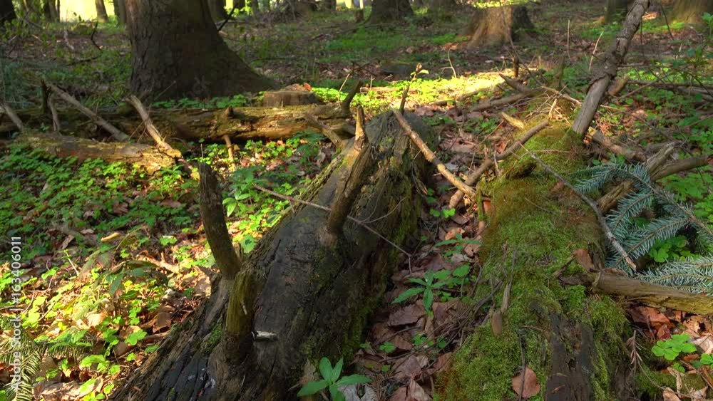 Nature of the wild forest, fallen trees grow with moss Nature of the wild forest, fallen trees grow with moss
