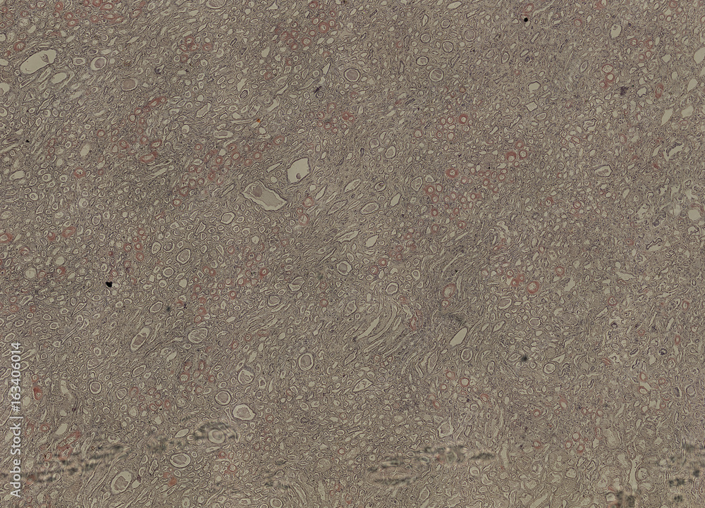 Obraz premium human body cells under a microscope