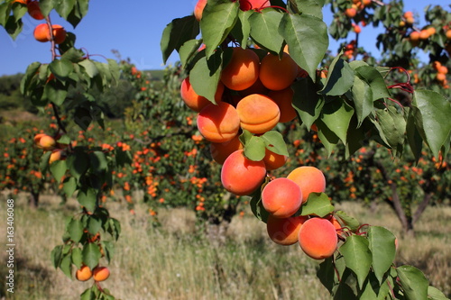 Abricots de la Drôme France photo