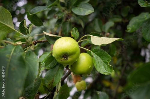 Green apples on the tree. Slovakia