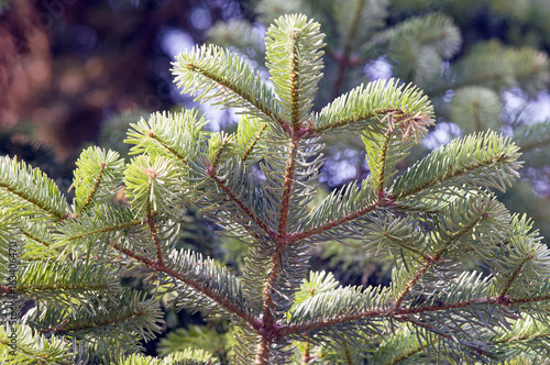 Branch of Greek fir (Abies cephalonica).