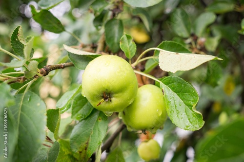 Green apples on the tree. Slovakia
