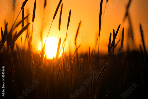 Sunset in the field