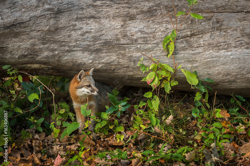 Grey Fox (Urocyon cinereoargenteus) Stands Under Log