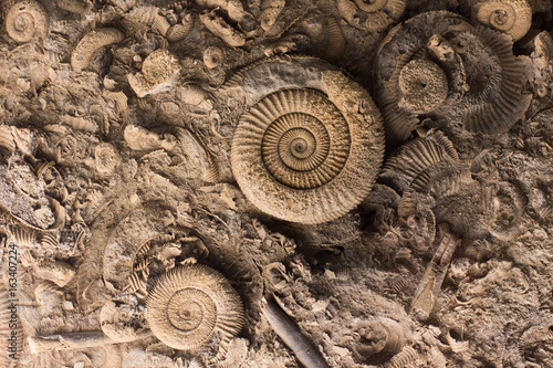Fossils in rock photo
