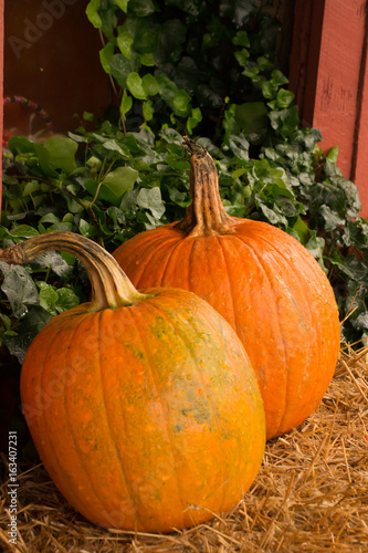 Harvest pumpkins, bright orange with long green stems displayed on a bale of hay - vertical orientation with room for text - fresh from the farm fields