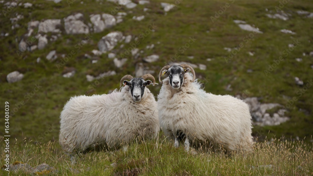 Fototapeta premium Scottish Blackface Schafe, Isle of Lewis