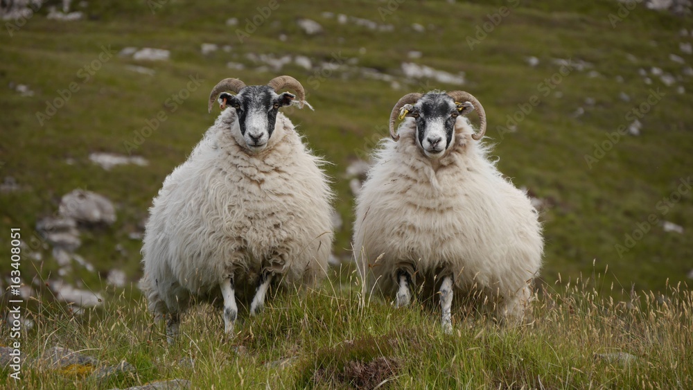 Naklejka premium Szkocka owca Blackface, Isle of Lewis