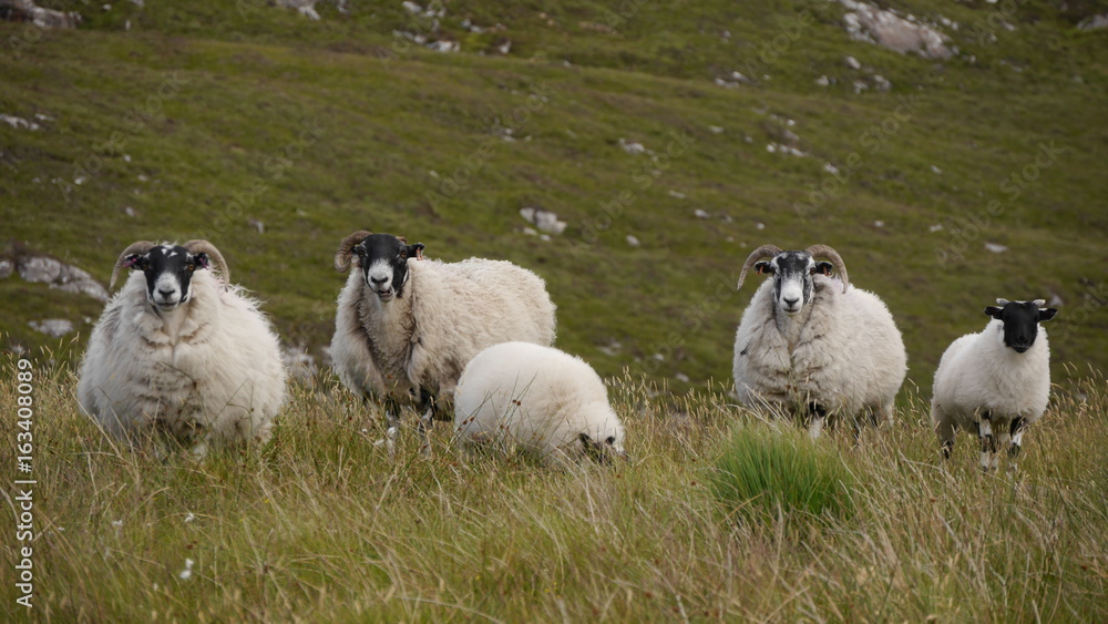 Fototapeta premium Scottish Blackface Schafe, Isle of Lewis