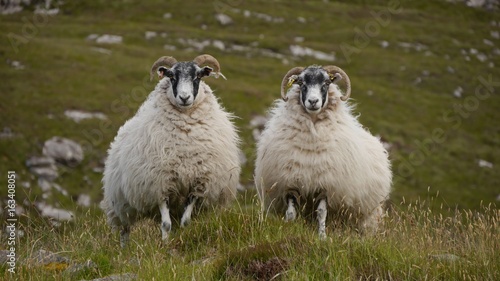 Scottish Blackface Schafe, Isle of Lewis