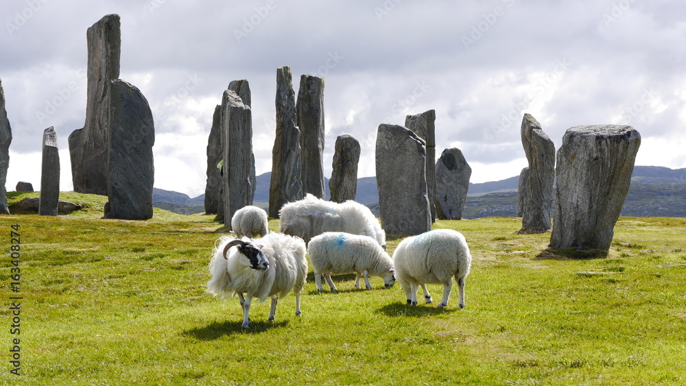 Obraz premium Scottish Blackface Schafe bei den Callanish Stones, Isle of Lewis