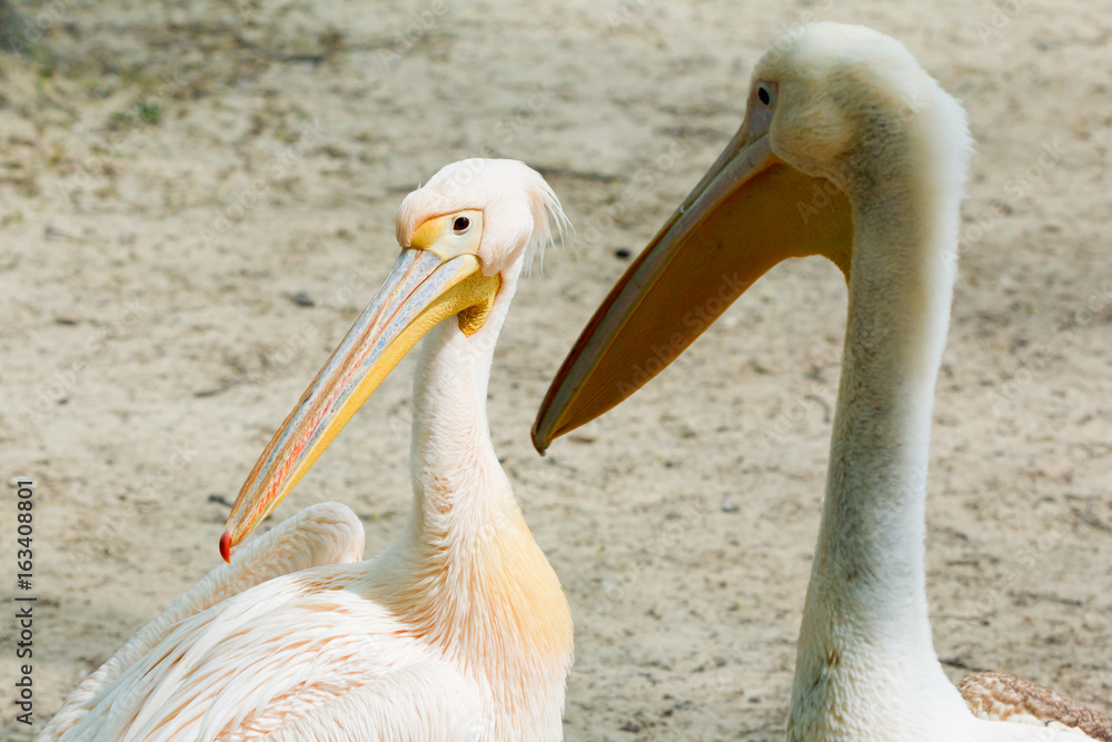 Pelicans rest outdoor Pelicans rest outdoor