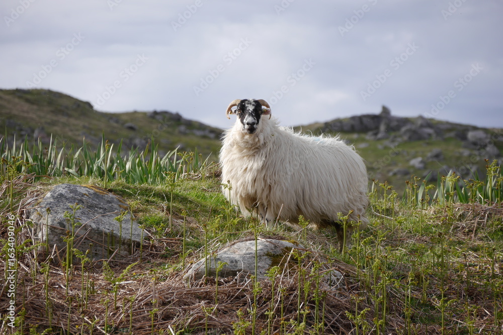 Naklejka premium Scottish Blackface, Great Benera