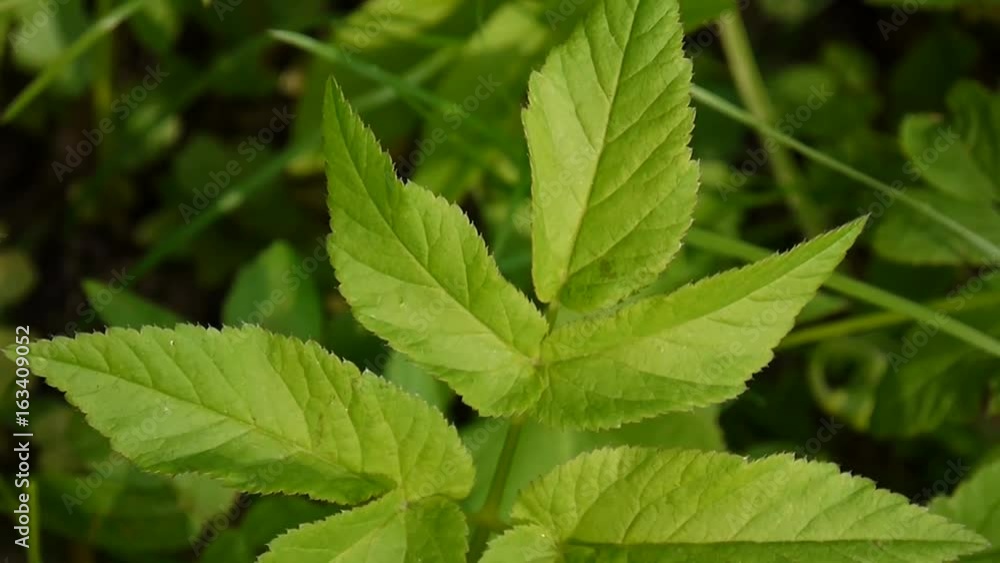 Aegopodium podagraria grass in spring. Medicinal wild plant. Weed. Static camera camera. Green young leafs. Aegopodium podagraria grass in spring. Medicinal wild plant. Weed. Static camera camera. Green young leafs.