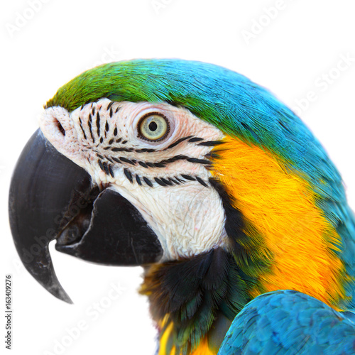 Parrot Macaw close-up