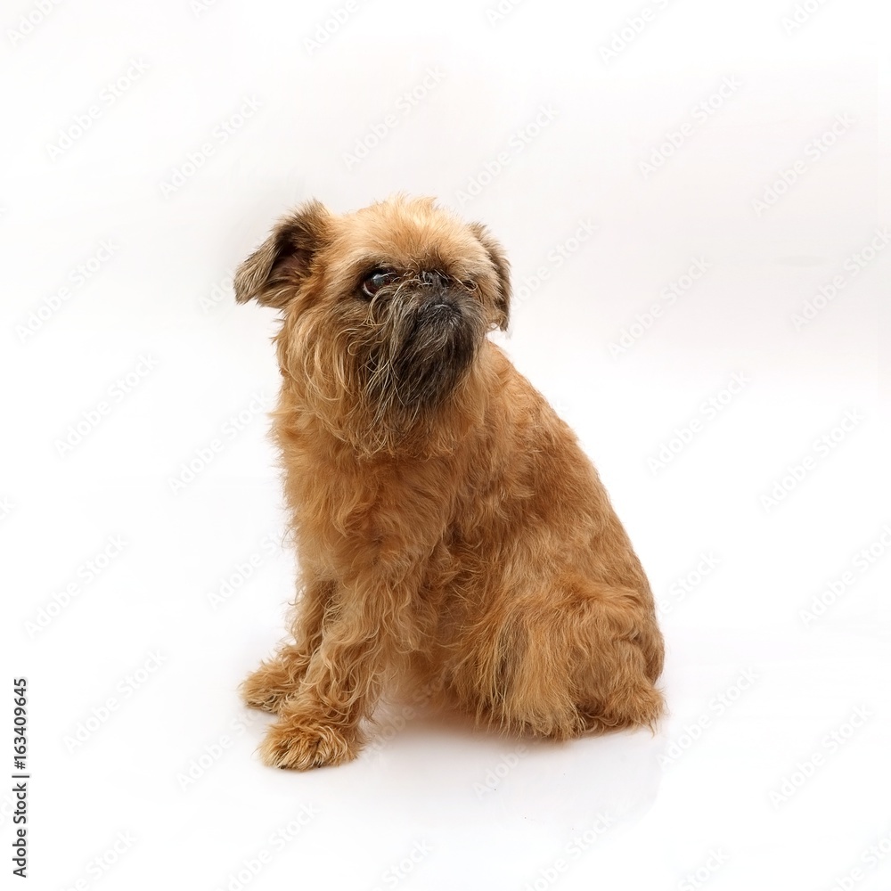 Brussels griffon in different angles Brussels griffon in different angles