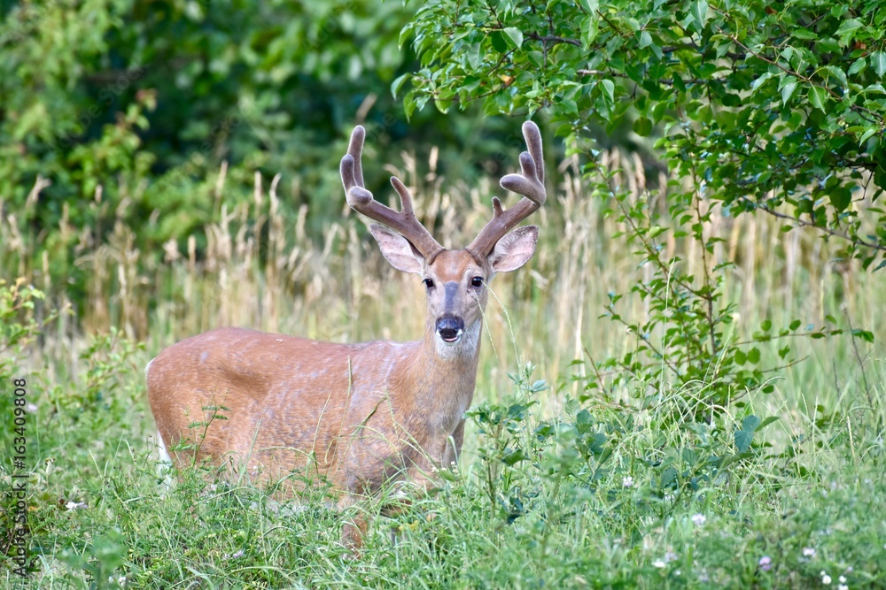 Fototapeta premium White-tailed buck deer (Odocoileus virginianus)