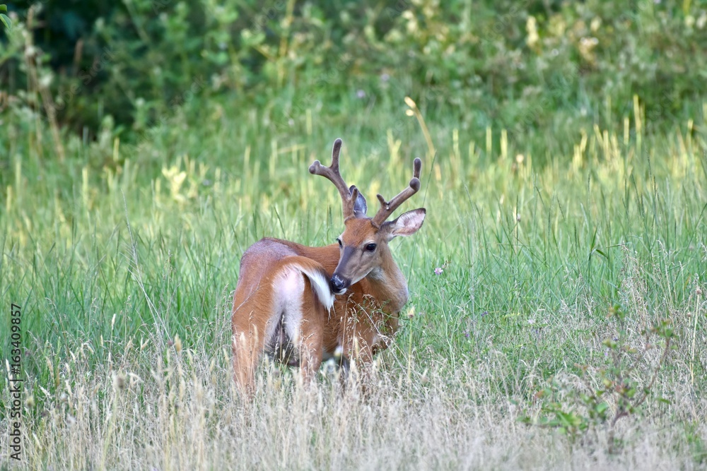 White-tailed buck deer (Odocoileus virginianus) White-tailed buck deer (Odocoileus virginianus)