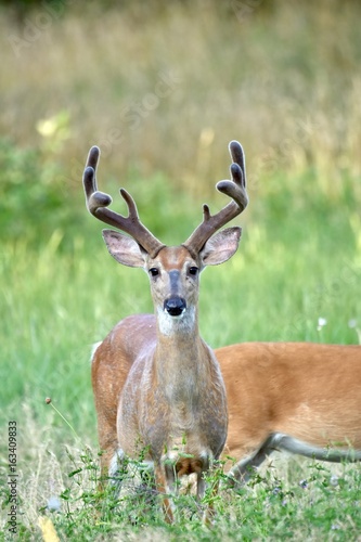 White-tailed buck deer (Odocoileus virginianus)