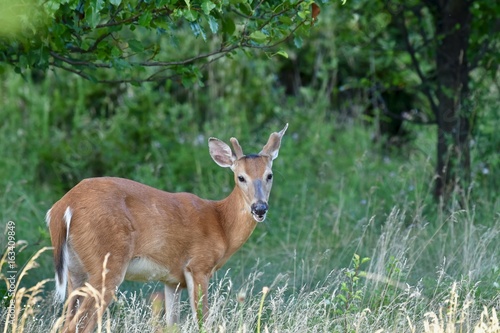 White-tailed buck deer (Odocoileus virginianus)