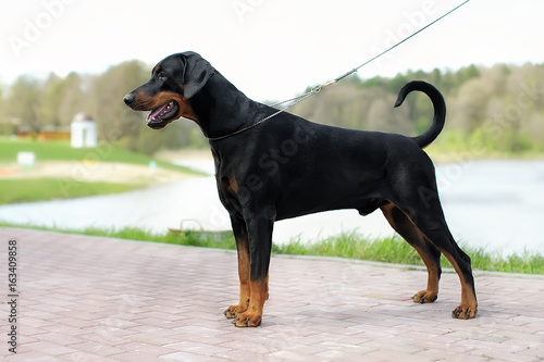 Portrait of a dog's exhibition stand. Doberman in the Park on a leather slip lead is obedience photo