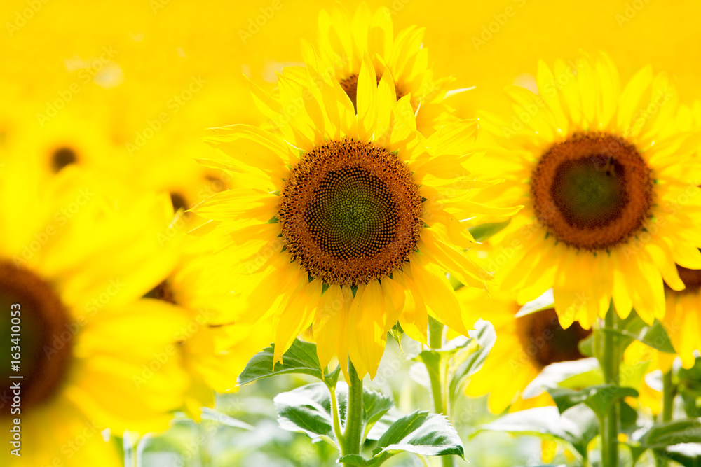 Fototapeta premium Burst of sun