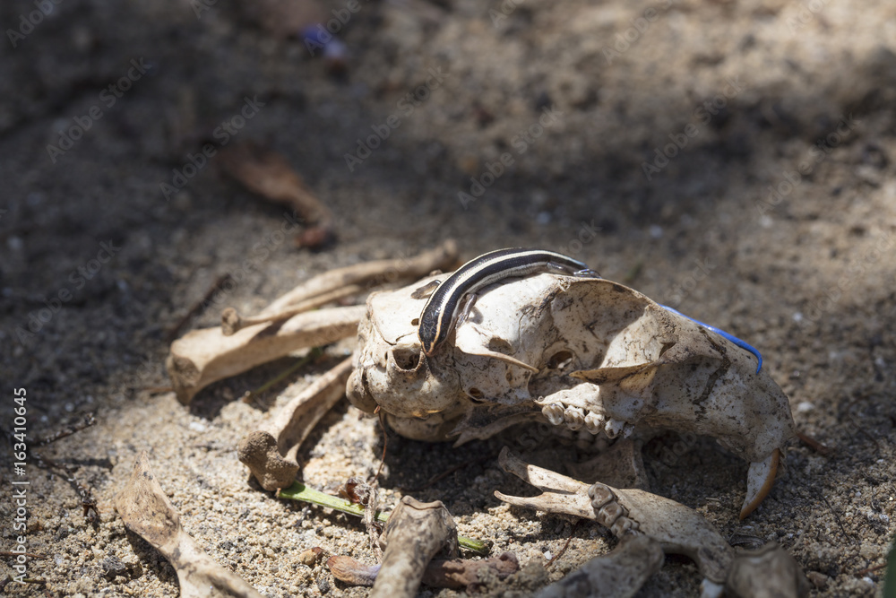 Blue-tailed Skink Crawling On A Rat Skull