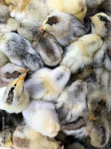 Small white-gray chickens.