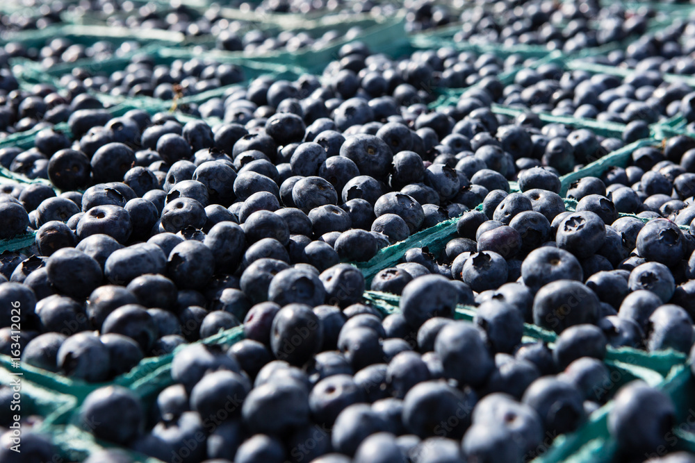 Obraz premium Blueberries