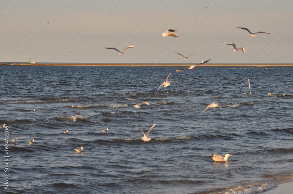 Möven im Flug