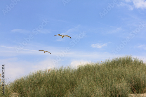 gull   Larus argentatus 