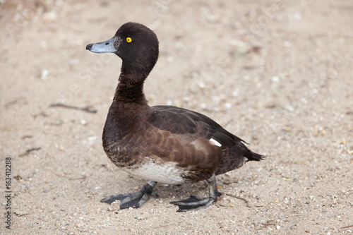 Tufted duck (Aythya fuligula).