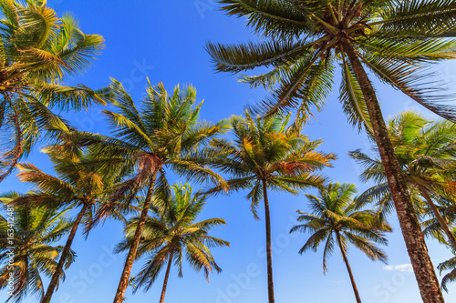 Beautiful summer view on palm trees with sunshine and a blue sky in Madagascar