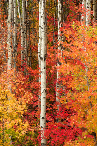 Utah autumn forest