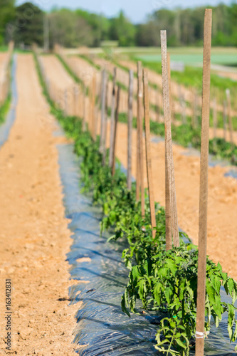 Tomato plants in a long row during the summer sun