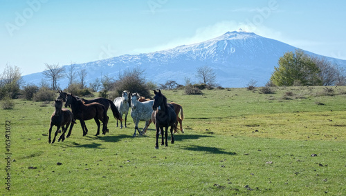 Wild Horses  On Background Etna Mount - Sicily